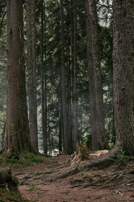 a forest filled with trees and ferns surrounded by forest floor