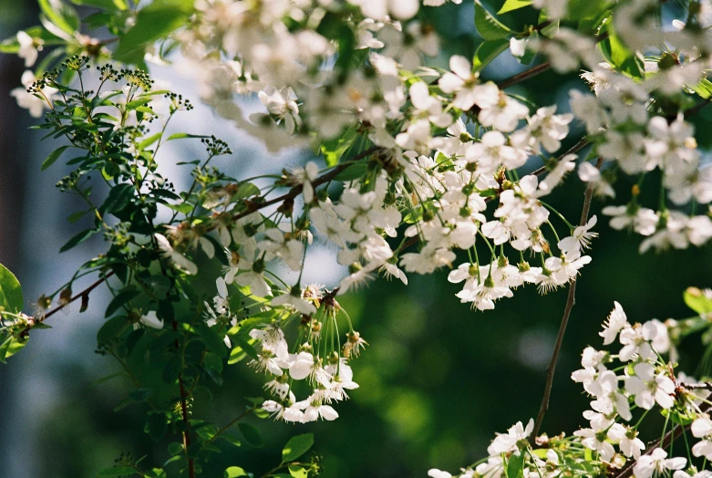 the nch of an apple blossoming tree in full bloom