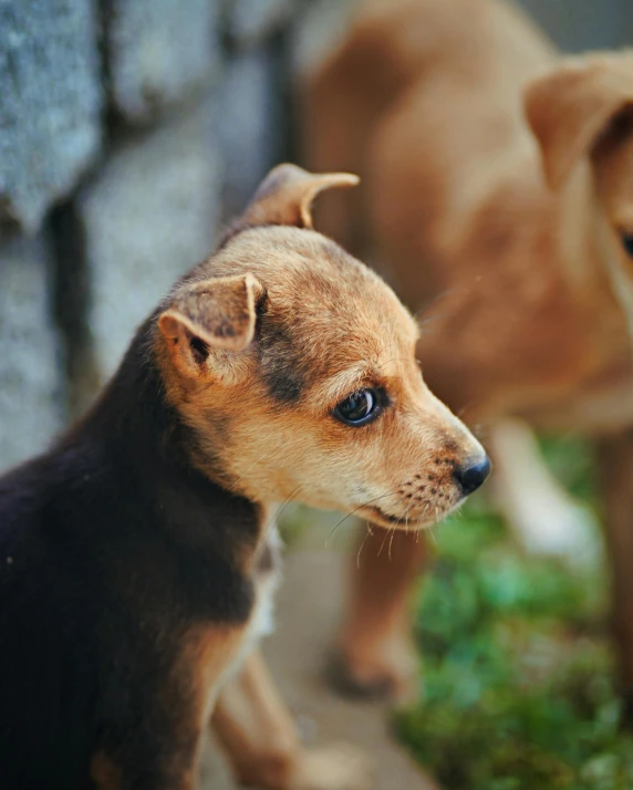 two dogs stare directly at soing on the ground