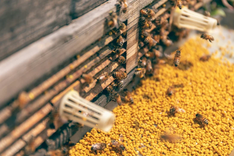 bees fly near a beehive as sunflowers and other polltitet