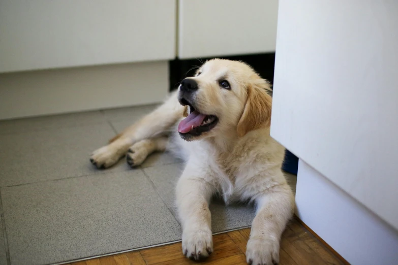 a dog laying on the ground next to a door