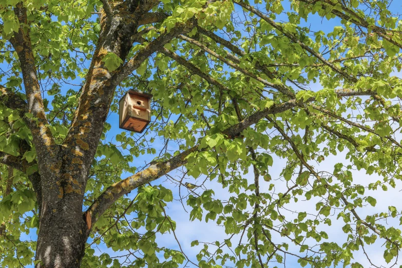 a bird house is hanging from a tree