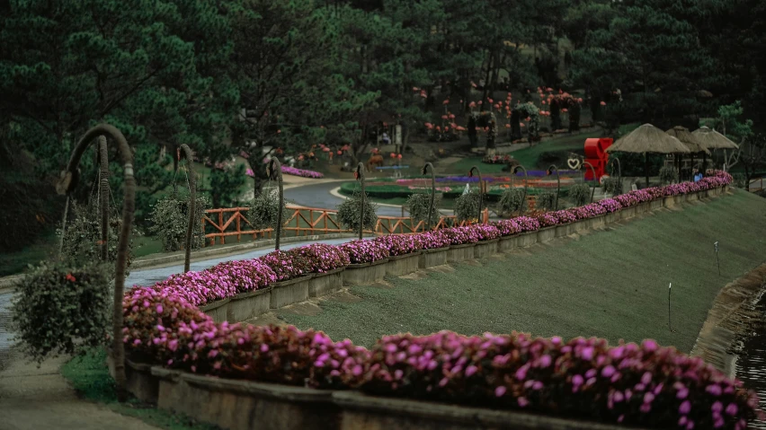 a large garden full of pink flowers by a road