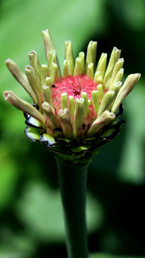 a green and red flower is on the end of a stalk