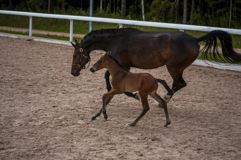 a baby horse walking next to a large horse