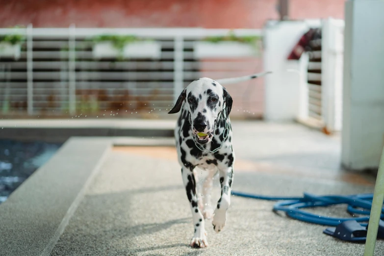 a dalmatian dog running down a path