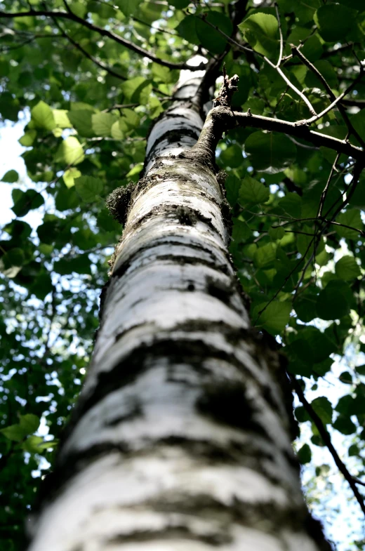 tree trunks reaching high up to the sky