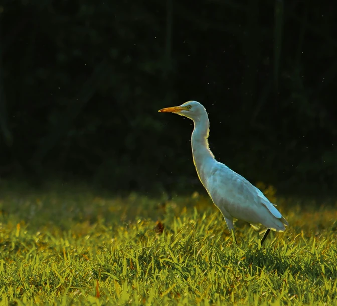 a white bird with long legs walks on the grass