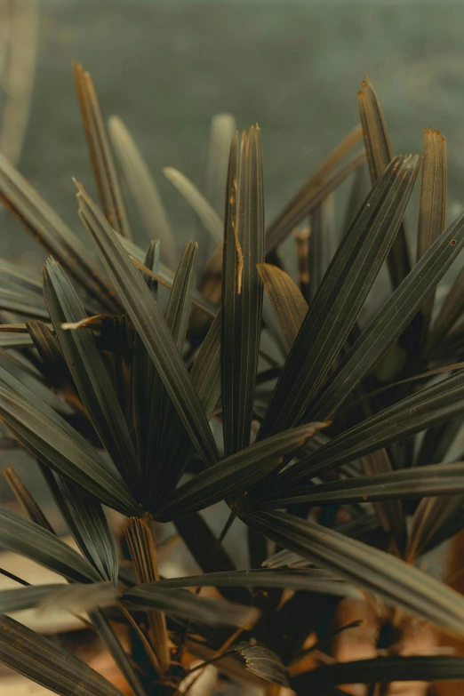 plant on top of plant bed near water