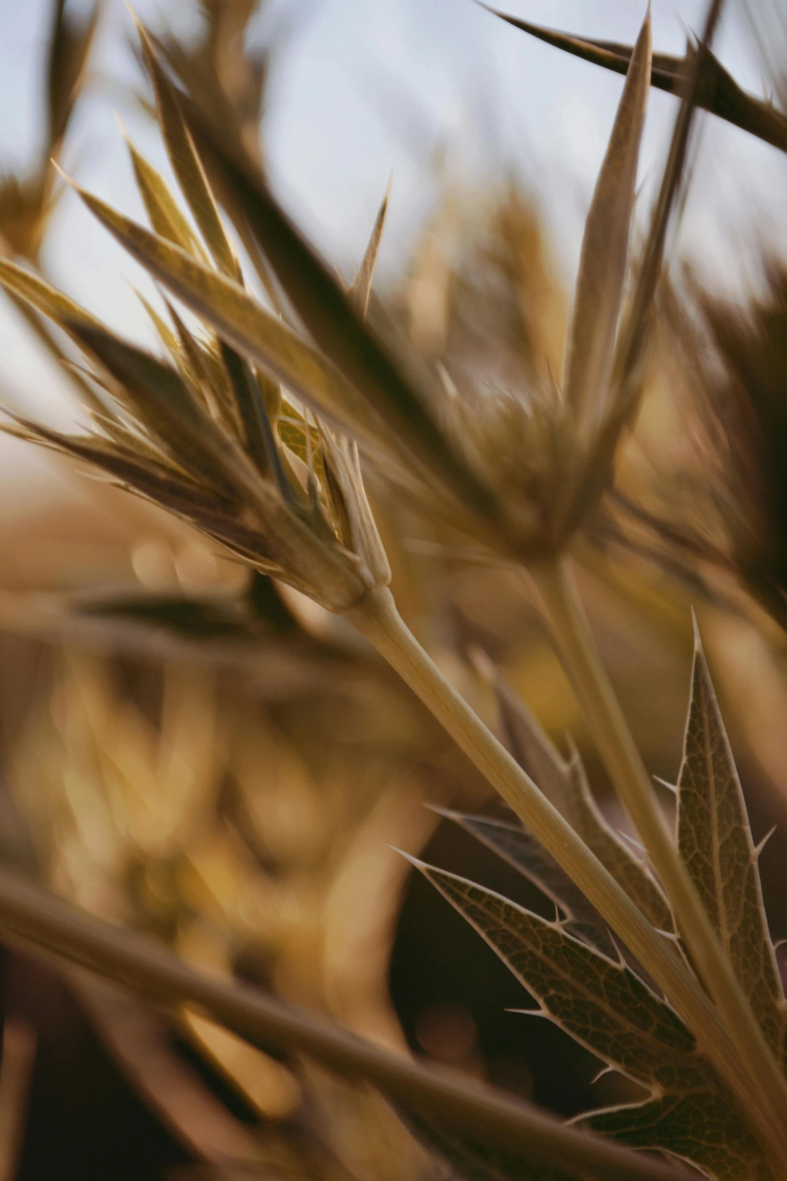 a nch of a plant in a field with other plants