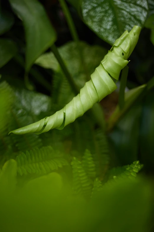 a caterpillar is sitting on the leaves