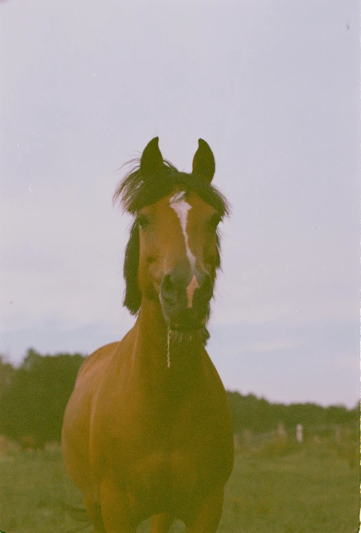 the brown horse is standing in the field near trees