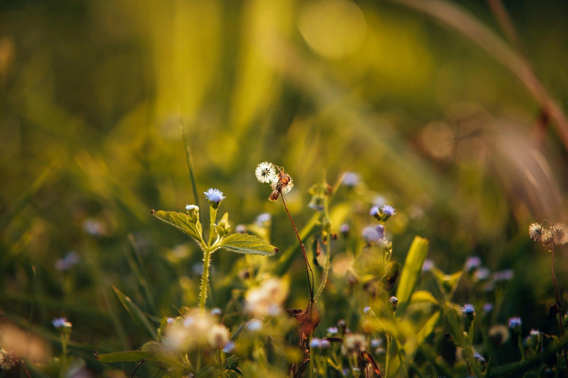 small white flowers surrounded by green grass