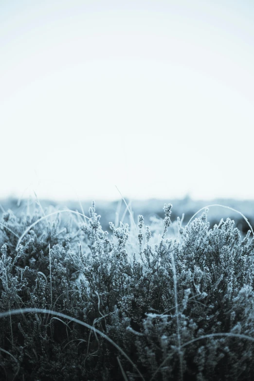 trees covered in frost near the horizon