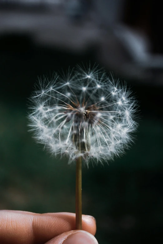 someone's hand holding onto the dandelion, which is turning upside down