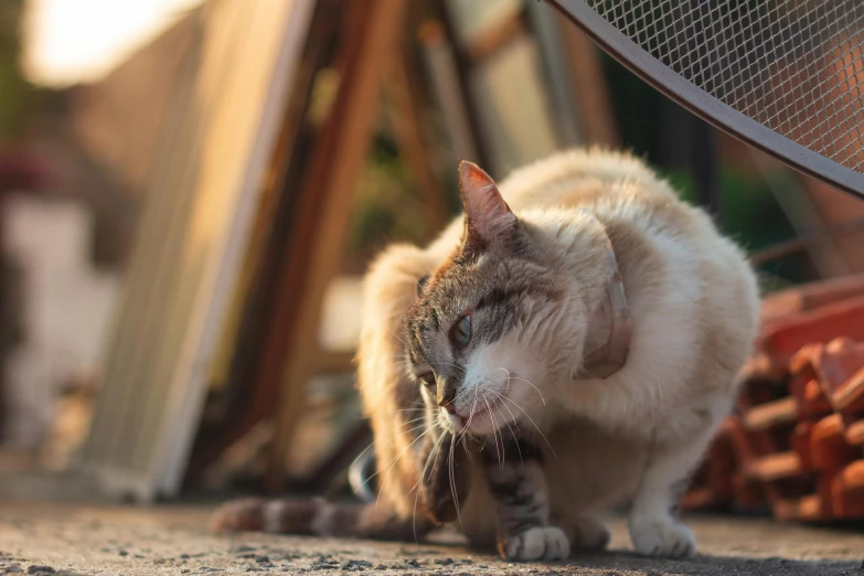 a cat that is sniffing the ground