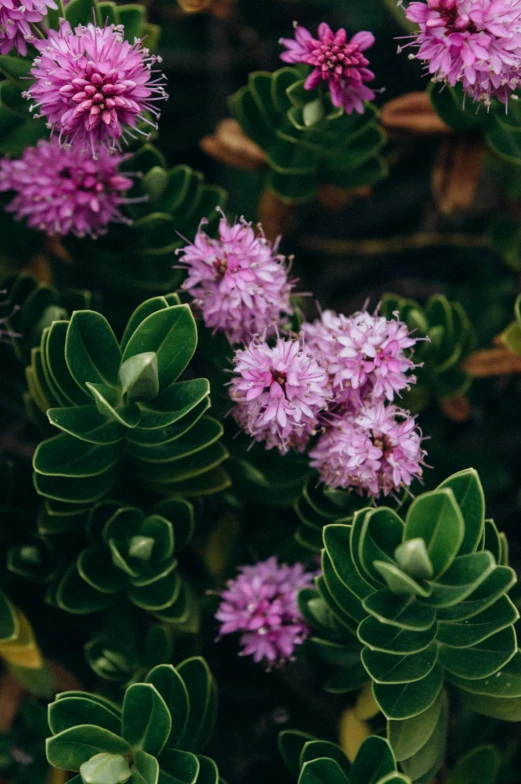 small, purple flowers growing on green leaves