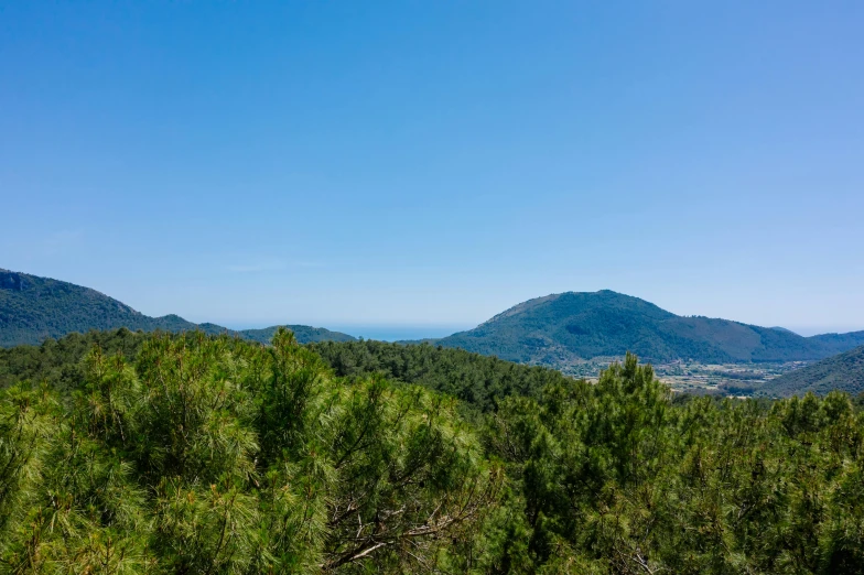 view of forested area on mountain in daytime