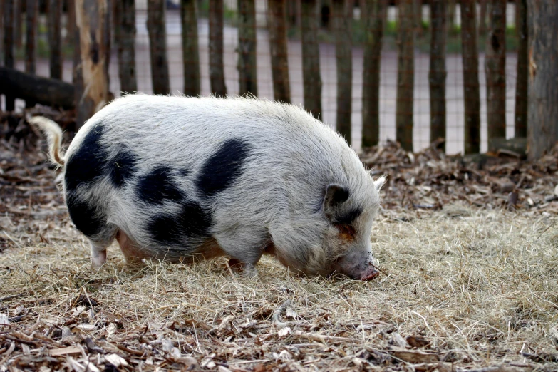 a black and white pig with the word black on it