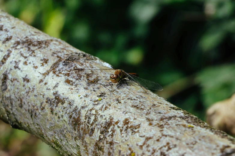 a bug is sitting on top of a nch