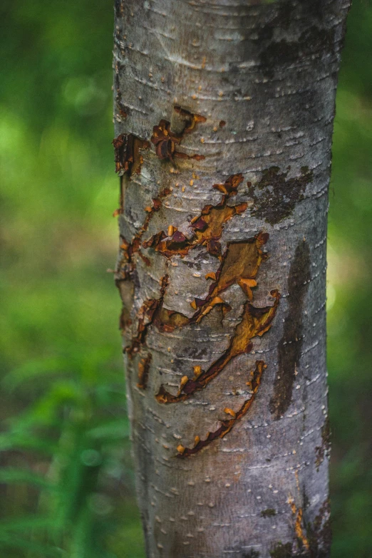 some yellow lines carved into the bark of a tree