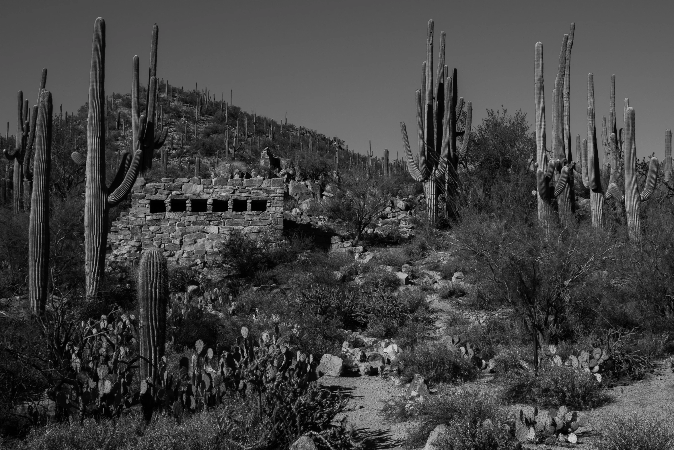 a black and white po of several cactus plants