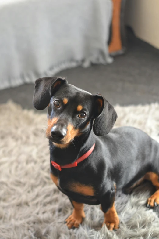 a black and tan dog is sitting on a rug