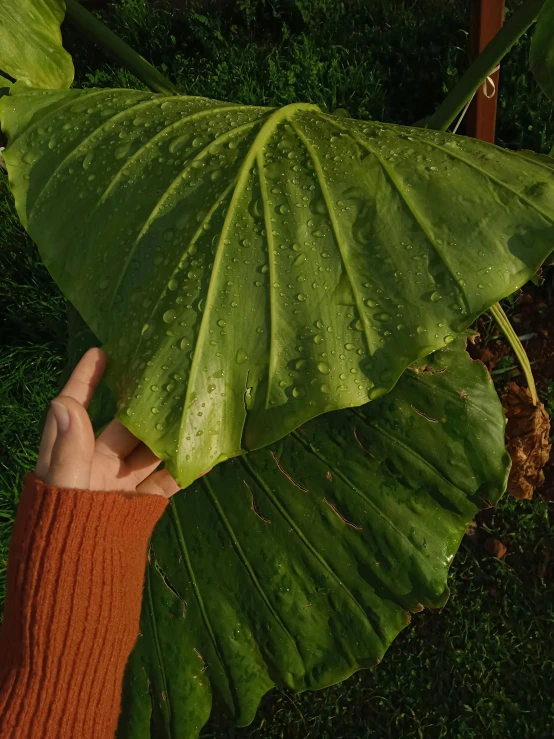 a person is holding up a large leaf