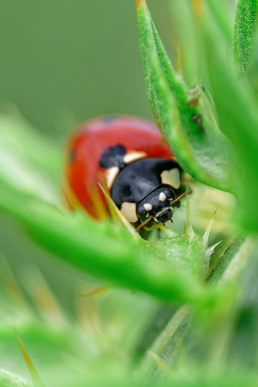 a close up of a red and black bug