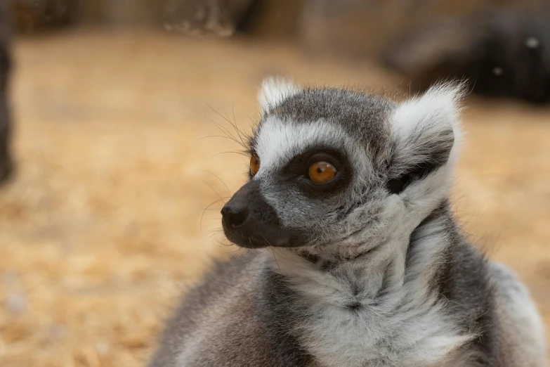 the very small lemur has orange eyes