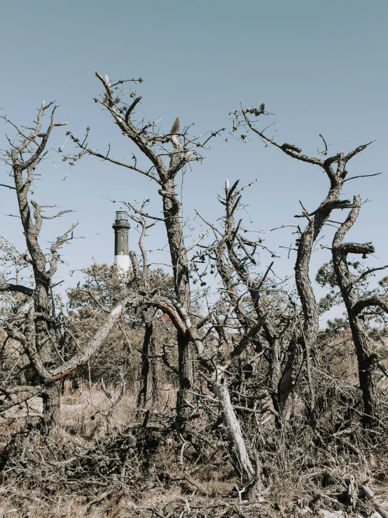 a bare tree in the desert with an old lighthouse in the background