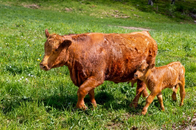 two cows standing in a field with short grass