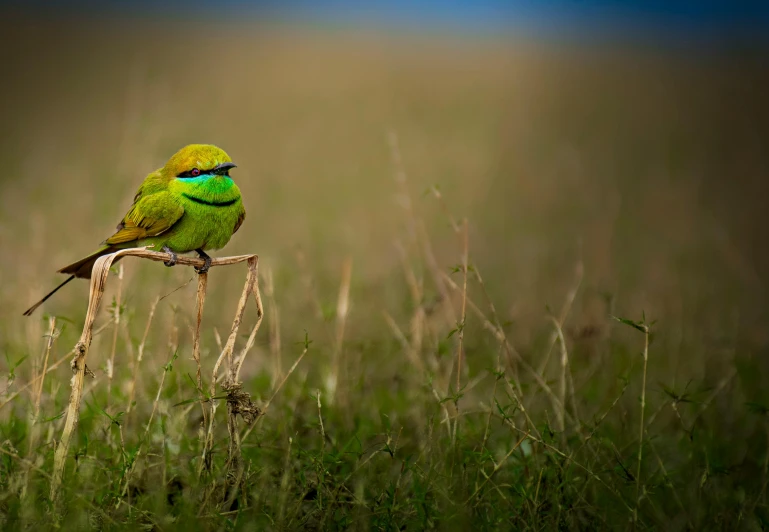 a bird on top of a plant in a field