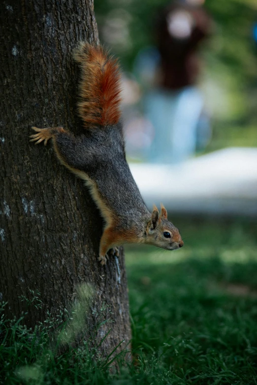 squirrel with his tail hanging back from the trunk of a tree