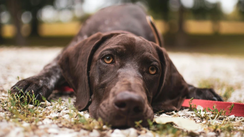 a brown dog laying on the ground with a red leash