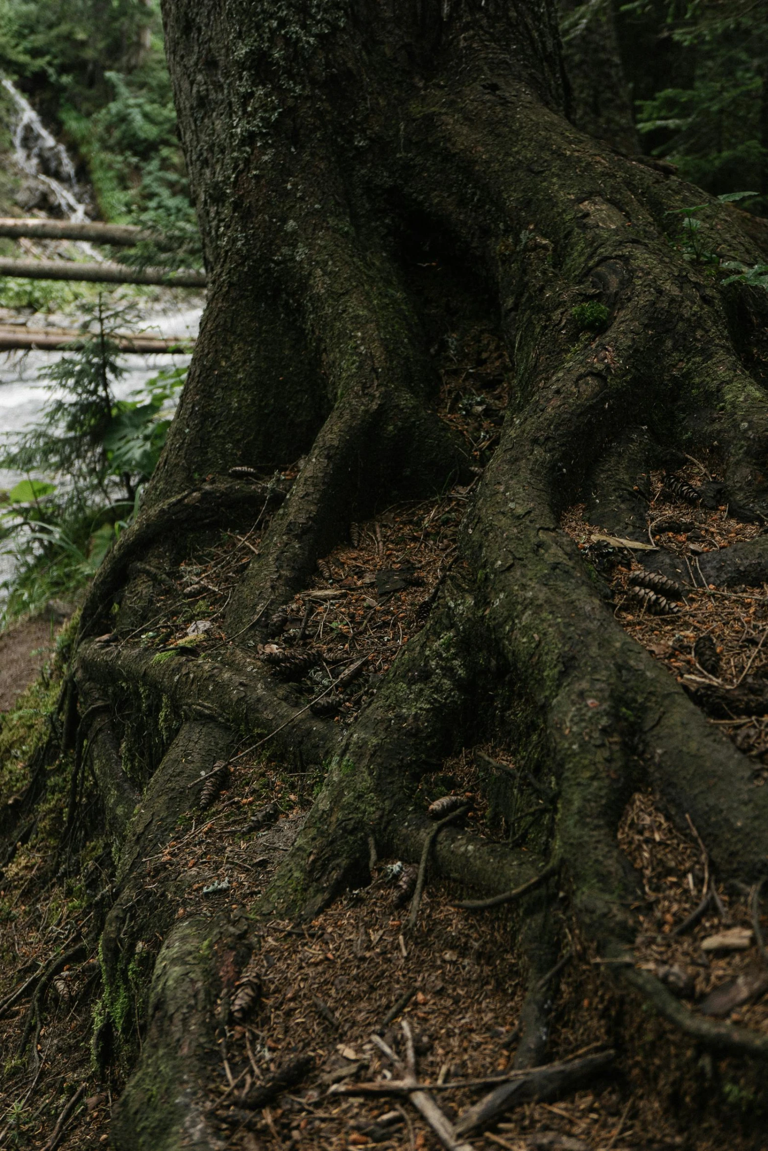 a couple of trees in the woods, near a stream