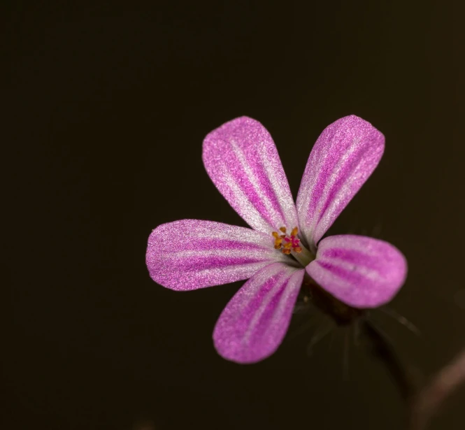 a close up of a flower with very little petals