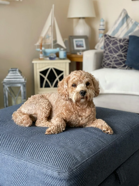 a dog that is sitting on a blue ottoman