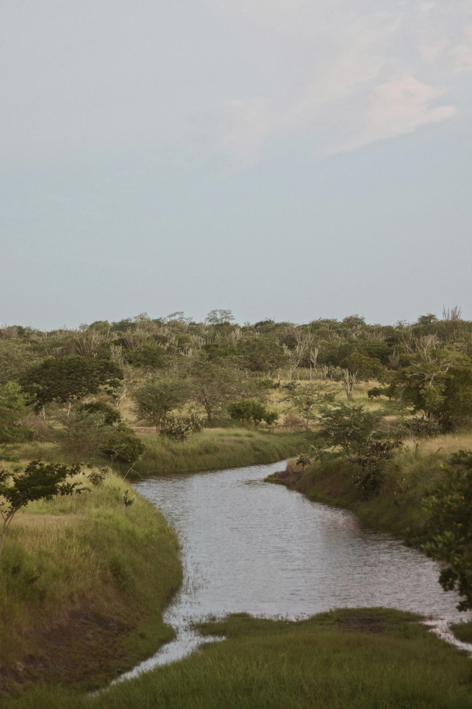 giraffes walking by the water in an african country