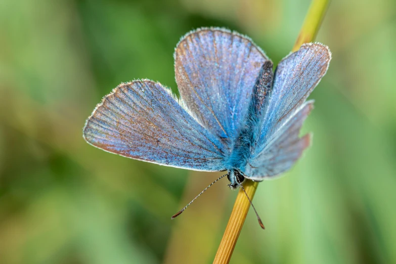 a blue erfly sitting on a tall stem