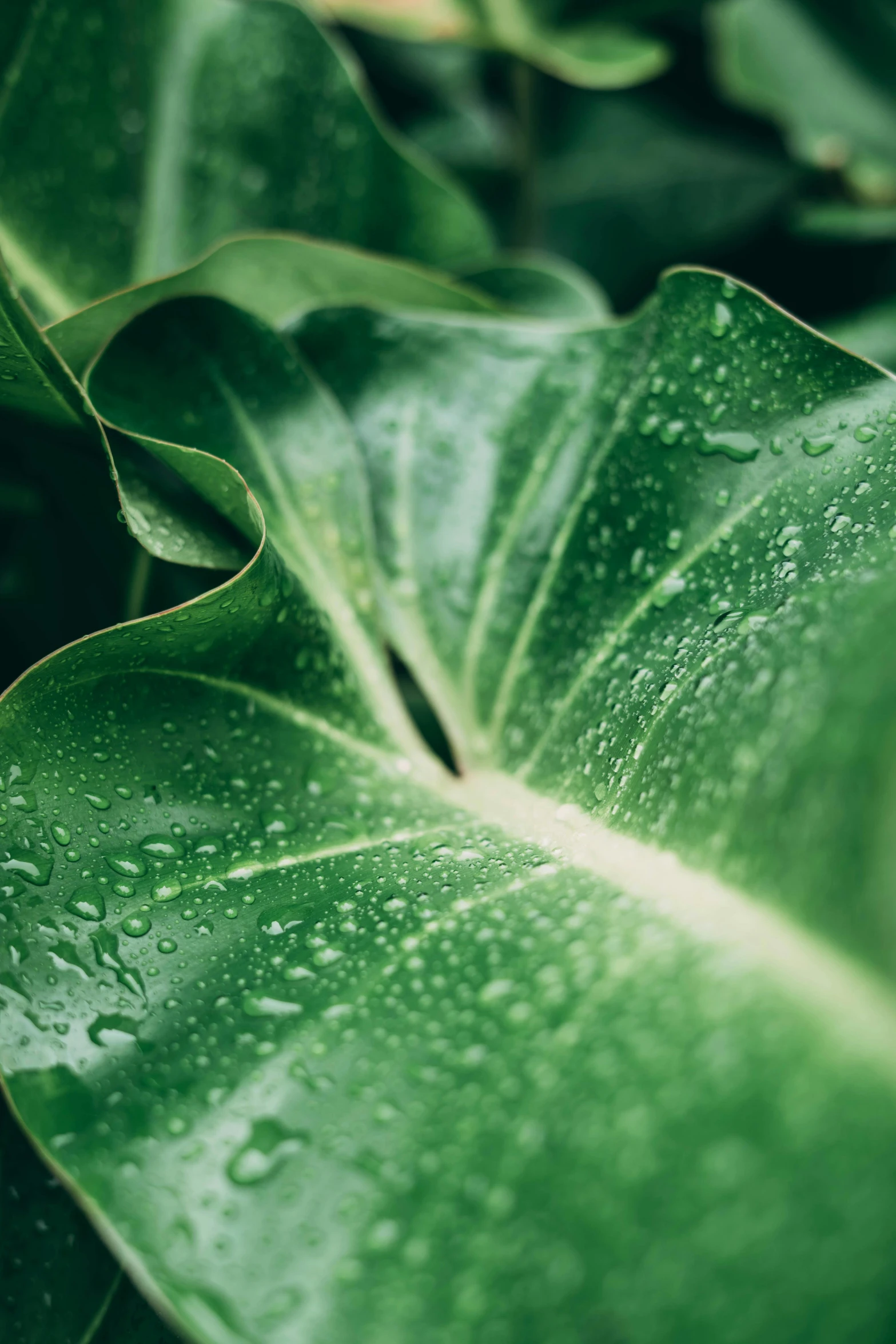 a plant that has some very pretty green leaves