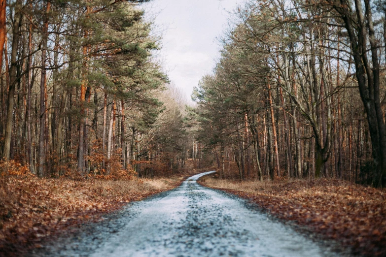 the road through the forest is empty