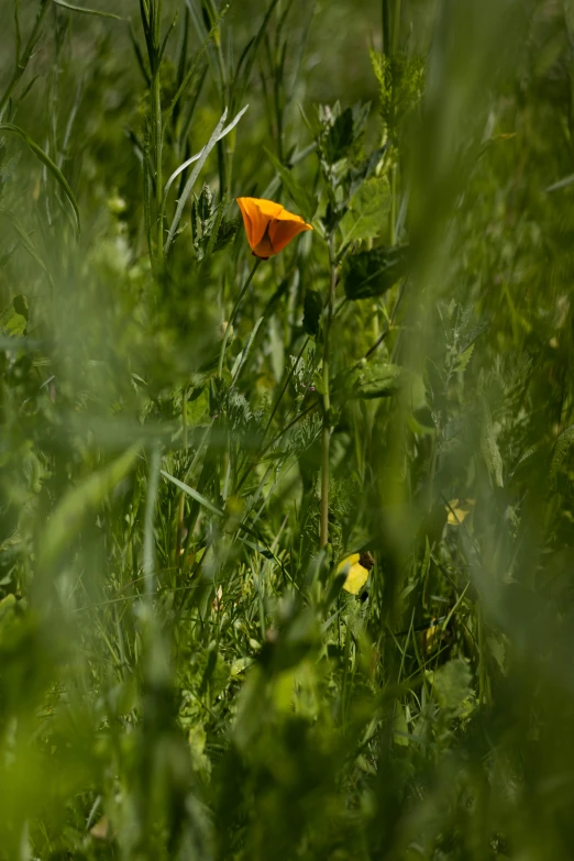 an orange flower poking from among the green