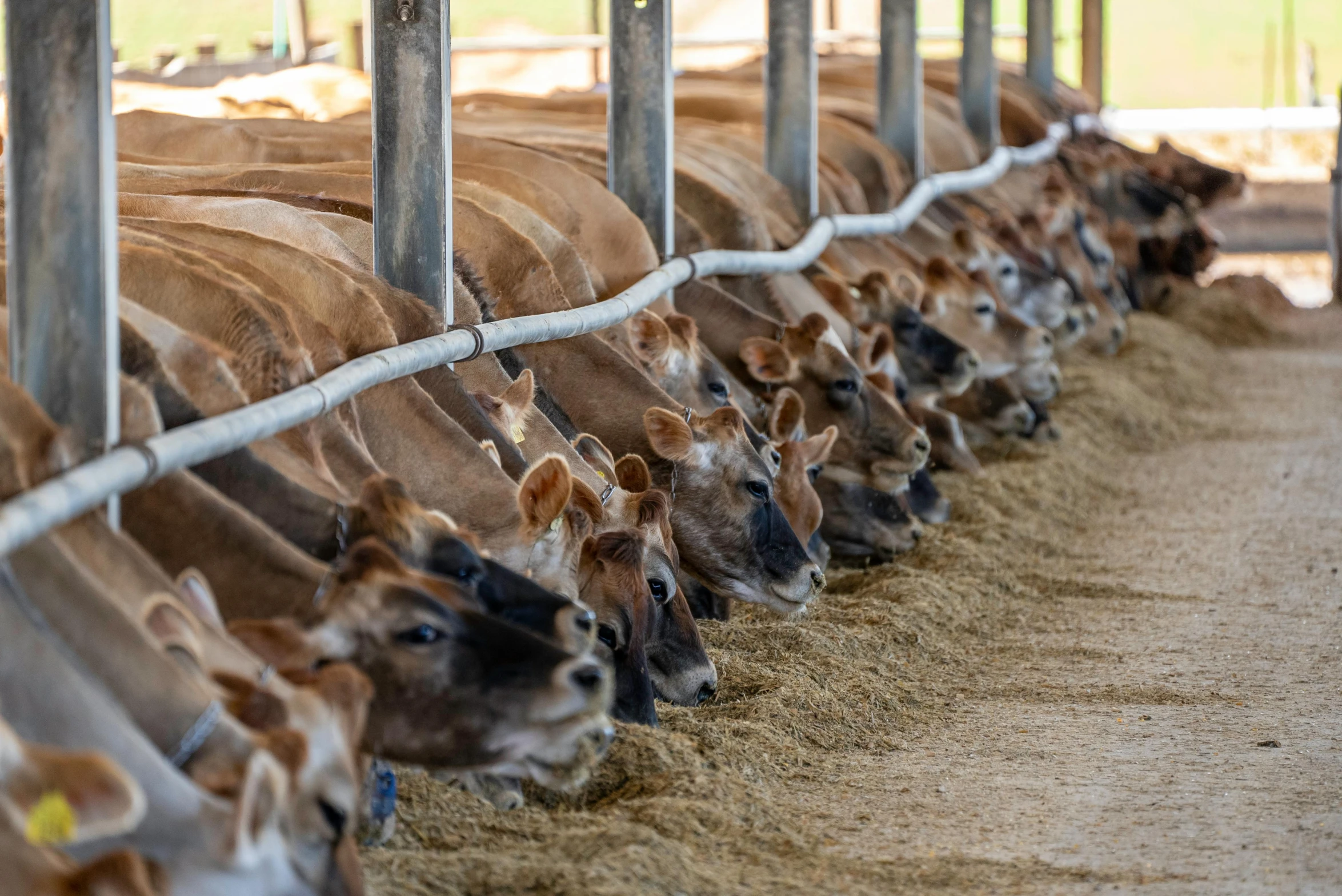 a group of cows eating grain inside of a pen