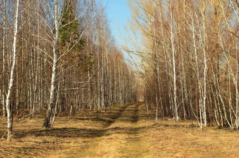 there is a dirt road in the middle of the forest