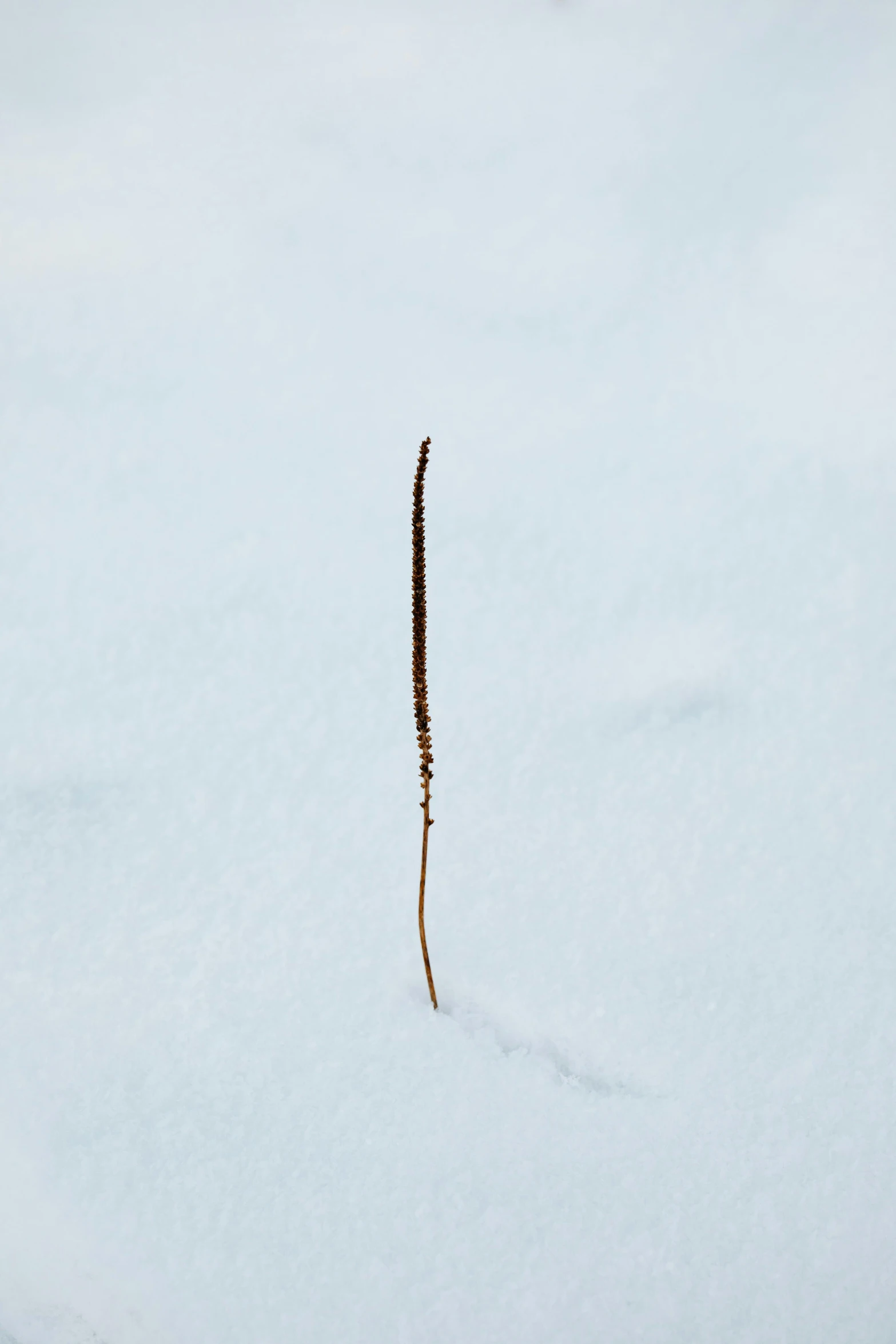 a small brown long stemmed plant sticking out of the snow