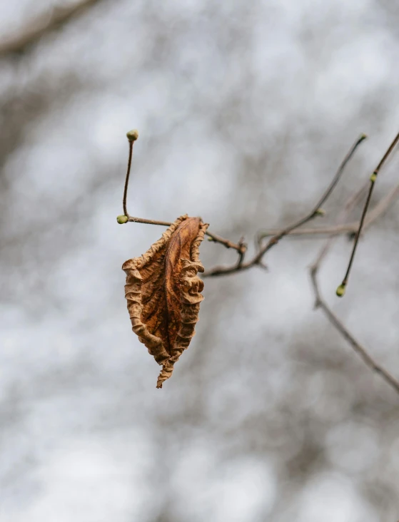 a tree nch has some dry leaves on it