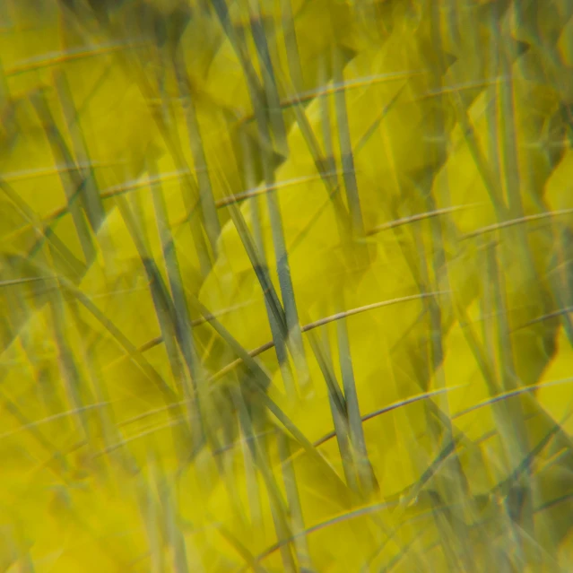 an abstract pograph with many small green plants