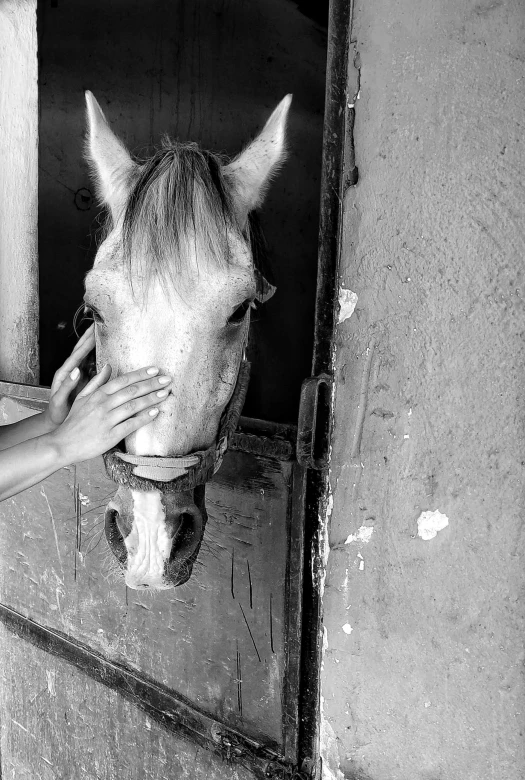 a person petting a horse from its stall