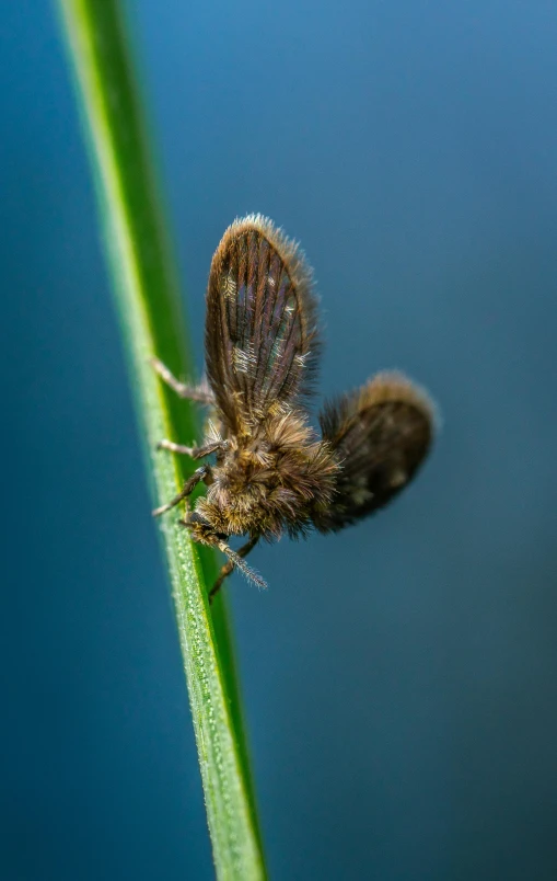 small flying insect on grass stem with blue background